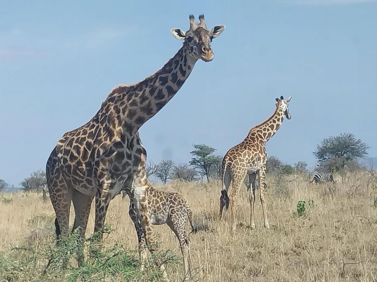 Serengeti Kamwene Tented Camp Nyabogati Exterior foto